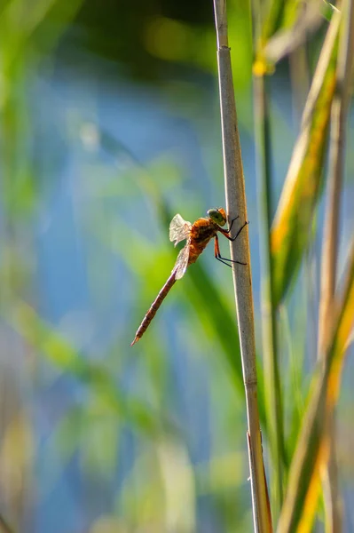Vertical Shot Odonata Sitting Stem — стоковое фото