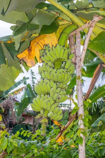 Бананові Рослини Дикій Південно Східній Азії — стокове фото
