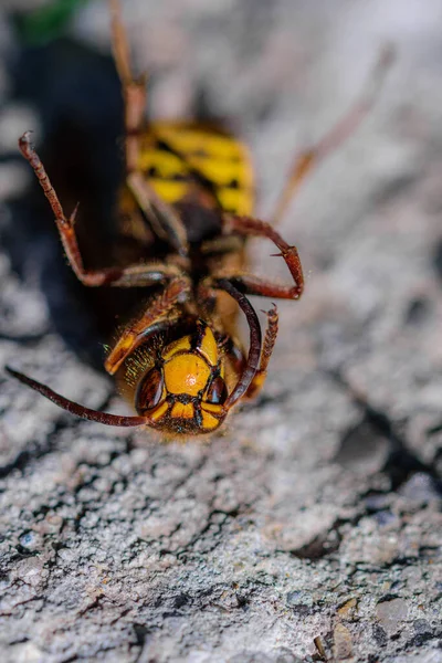 黄色と茶色のゴキブリの背中に石の地面に横たわっているマクロショット — ストック写真