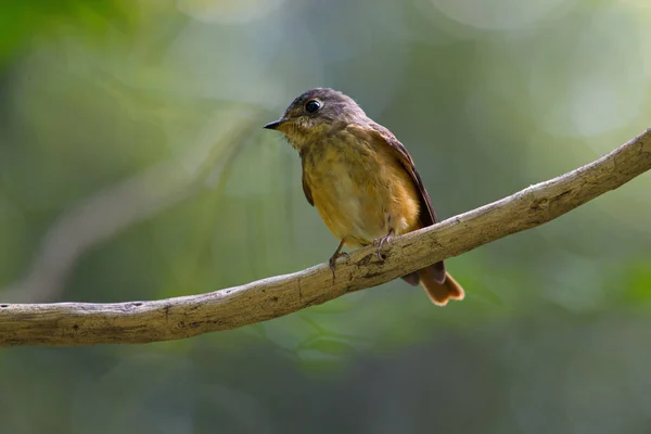 Une Grande Variété Oiseaux Attrapeurs Mouches Trouvés Thaïlande — Photo