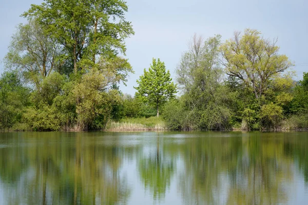水面に映る背の高い木と短い木のショット — ストック写真