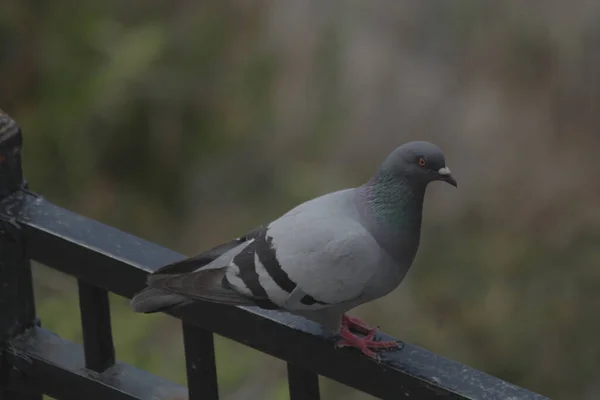 Selective Focus Shot Pigeon Perched Metal — Stockfoto