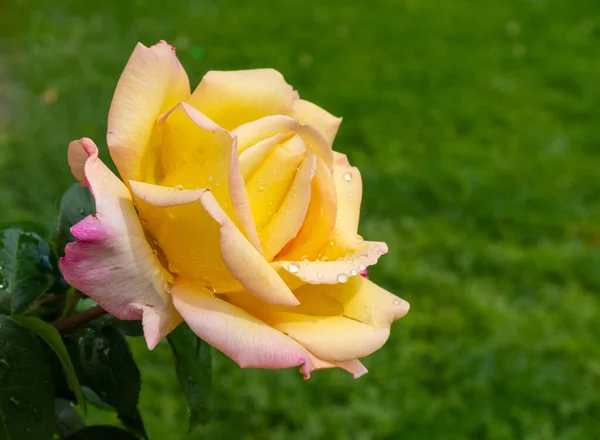 Красивая Желтая Роза Капельками Дождя Выделяется Несфокусированном Фоне Зеленого Луга — стоковое фото