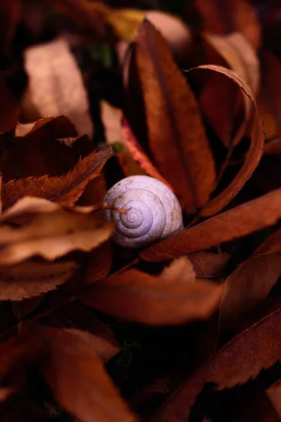 Gros Plan Escargot Blanc Dans Les Feuilles Automne — Photo