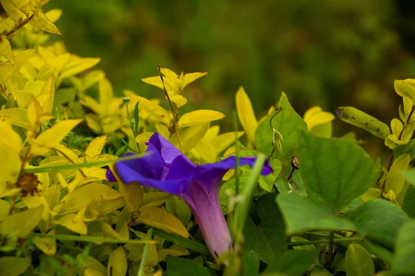 Ένα Κοντινό Πλάνο Ενός Μοβ Λουλουδιού Ipomoea Ένα Θολό Φόντο — Φωτογραφία Αρχείου