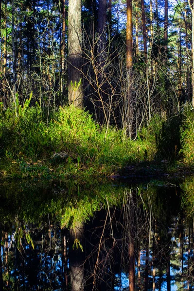 Eine Vertikale Aufnahme Von Einem Fluss Und Gras — Stockfoto