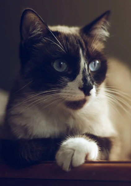 고양이의 밀봉입니다 — 스톡 사진