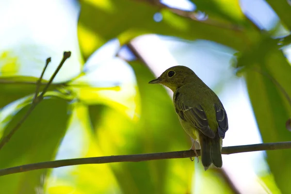 アジアの鳥を愛するフォークテール水 — ストック写真