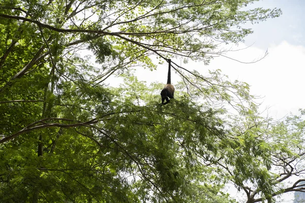 Μια Μαϊμού Αράχνη Κρέμεται Από Ένα Δέντρο — Φωτογραφία Αρχείου