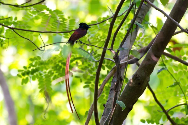 Varios Diferentes Aves Atrapamoscas Lindo — Foto de Stock