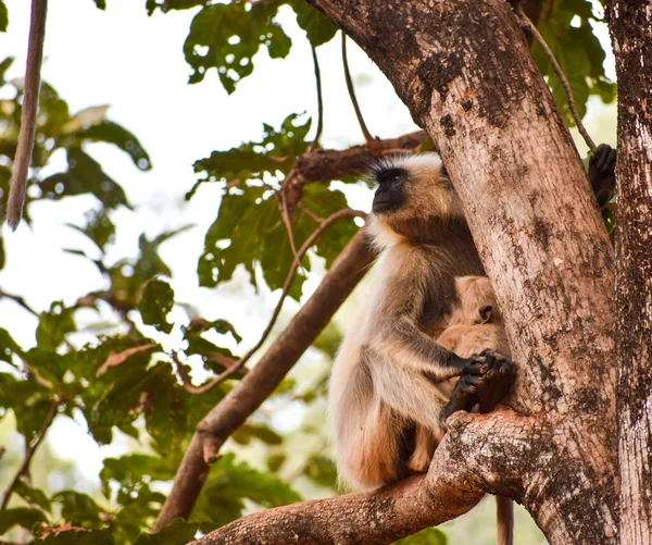Селективный Снимок Томящегося Дерева Джунглях — стоковое фото