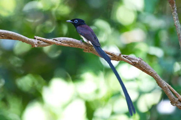 Uma Grande Variedade Aves Apanhadoras Moscas Encontradas Tailândia — Fotografia de Stock