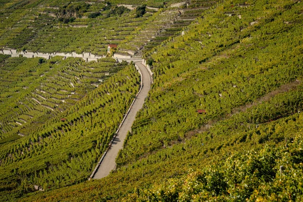 Scenic View Vineyard Steep Slope Nearby Mundelsheim Road — Foto Stock