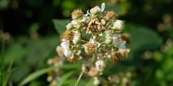 Closeup Blackberry Flowers Buds Blurred Background — Stock Photo, Image