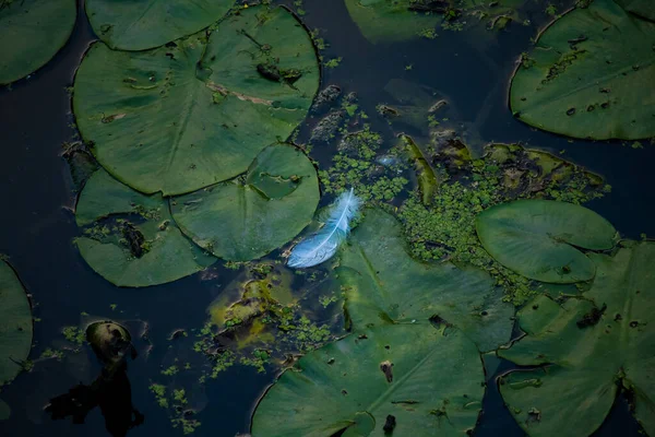 Closeup White Feather Water Surface — Stock Photo, Image