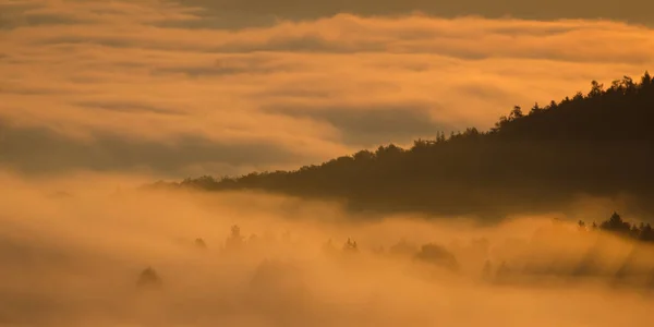 Gli Alberi Della Foresta Nella Nebbia Autunnale — Foto Stock