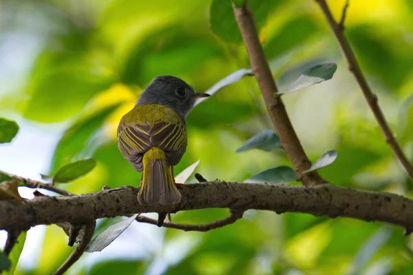 タイには多種多様なフライキャッチャー鳥が生息しています — ストック写真