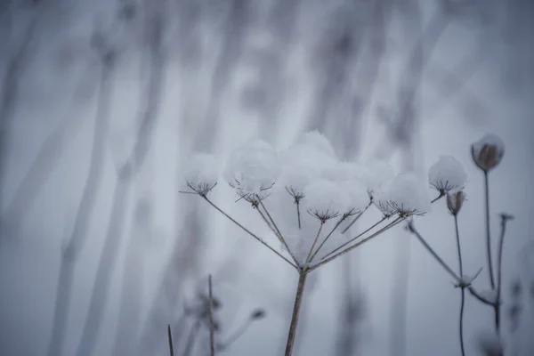 Μια Όμορφη Θέα Του Χειμώνα Και Χιονισμένα Φυτά — Φωτογραφία Αρχείου