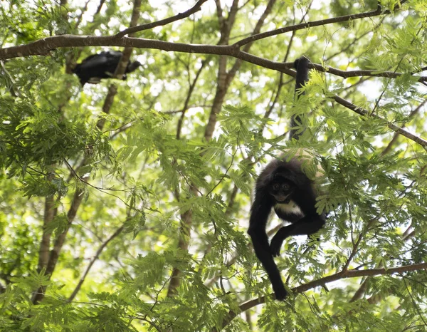 Macaco Aranha Pendurado Numa Árvore — Fotografia de Stock