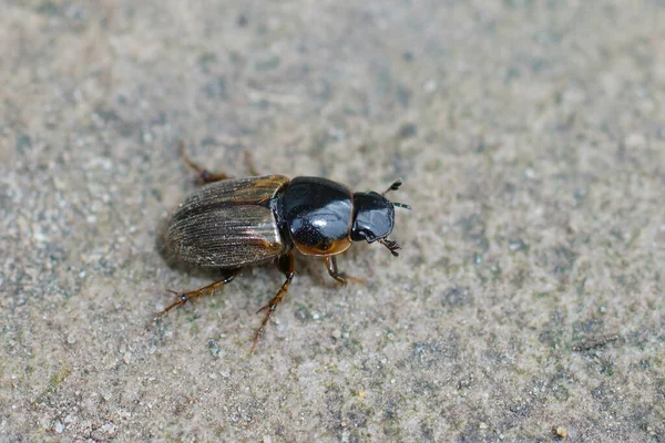 Closeup Smaller Dung Feeding European Scarab Beetle Aphodius Contaminatus Piece — Stock Photo, Image