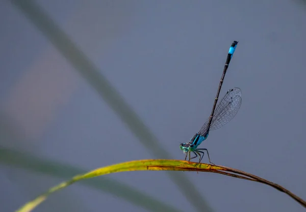 Eine Nahaufnahme Der Gemeinen Blauen Libelle Enallagma Cyathigerum — Stockfoto