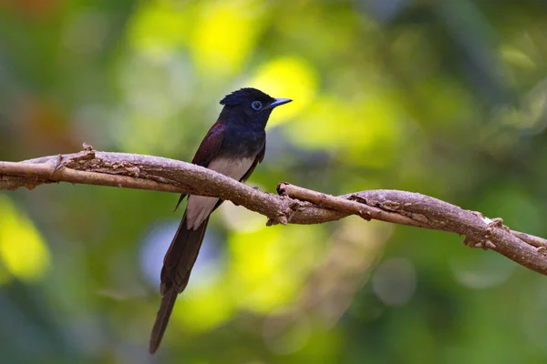 Μια Μεγάλη Ποικιλία Από Flycatcher Πουλιά Που Βρέθηκαν Στην Ταϊλάνδη — Φωτογραφία Αρχείου