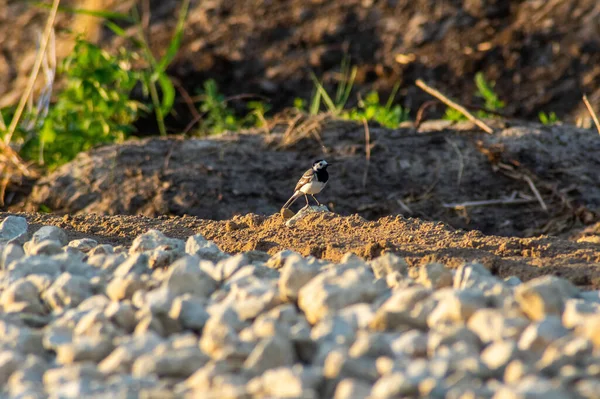 Nahaufnahme Einer Kleinen Bachstelze Sand — Stockfoto