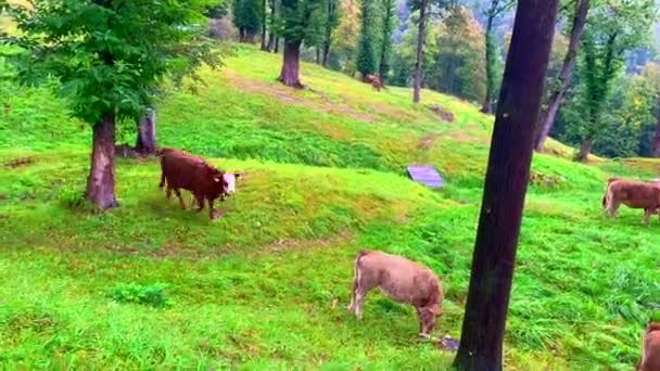 Eine Herde Kühe Wald — Stockvideo