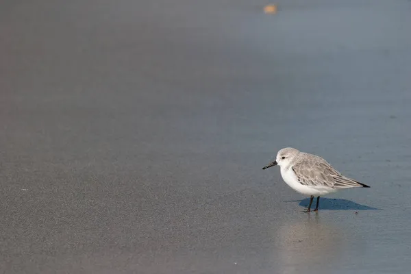 Close Pássaro Sanderling Empoleirado Praia Areia Durante Dia — Fotografia de Stock