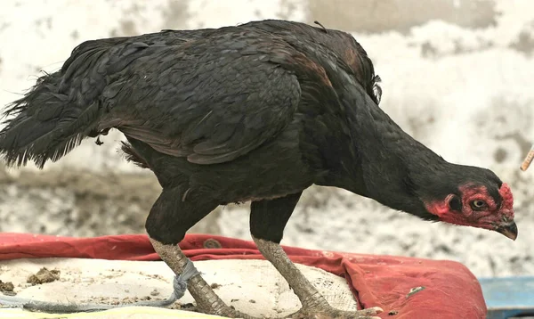 Μαύρο Πουλί Την Κόκκινη Χτένα Ψάχνει Για Τροφή Στον Κήπο — Φωτογραφία Αρχείου