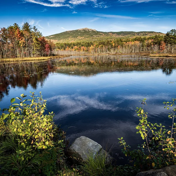 日中いくつかの木に囲まれた湖の美しいショット — ストック写真