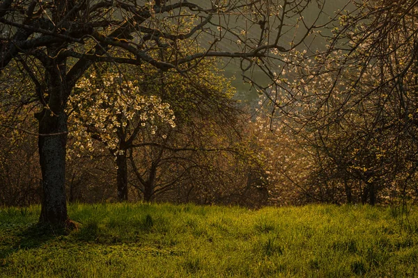 Ett Fält Med Blommande Fruktträd Våren — Stockfoto