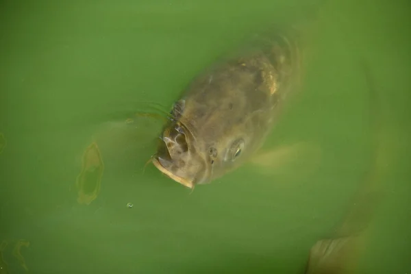 緑の水の中で泳ぐ魚の高角度ショット — ストック写真
