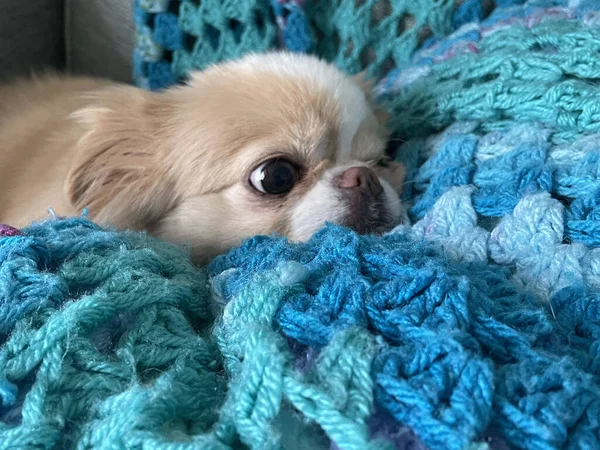 一只可爱美丽的日本金狗躺在一条蓝色的钩织毛毯上的特写镜头 — 图库照片