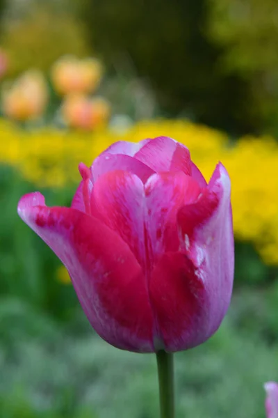 Vertical Macro Shot Pink Tulip Flower Outdoors Daylight — Stockfoto
