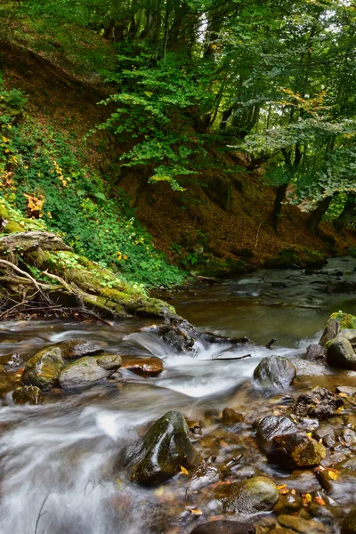 Vertical Shot Creek Flowing Rocks Forest Sunny Day — Fotografia de Stock