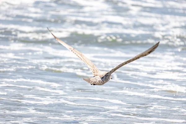 Eine Möwe Fliegt Über Den Strand Rockaway New York Usa — Stockfoto
