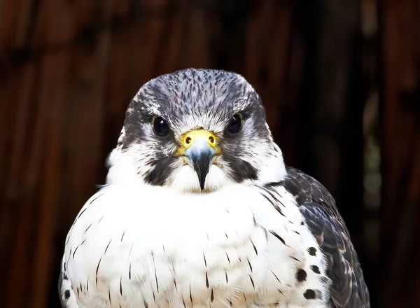 Detailní Záběr Ptáka Falcona Jak Dívá Kamery — Stock fotografie