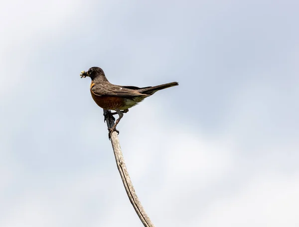Pequeño Pájaro Posado Sobre Árbol Ernest Oros Wildlife Preserve Avenel — Foto de Stock