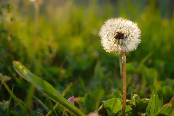 Selective Focus Shot Blowball Dandelion — Stock Photo, Image