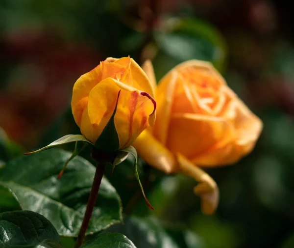 Eine Nahaufnahme Einer Orangefarbenen Rose Einem Garten Während Des Tages — Stockfoto