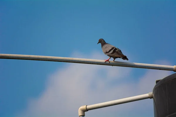Eine Flache Aufnahme Einer Taube Die Auf Einem Rohr Hockt — Stockfoto