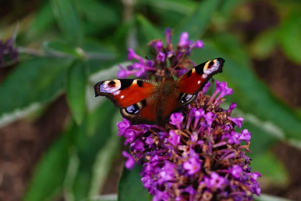 Europejski Paw Motyl Usiadł Fiolecie — Zdjęcie stockowe