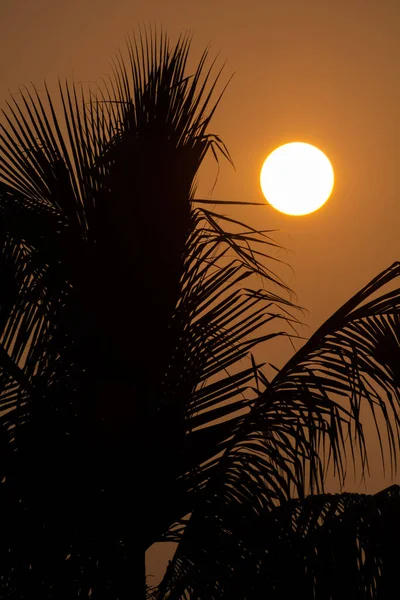 Vertikální Záběr Krásných Tropických Rostlin Západem Slunce Pozadí — Stock fotografie