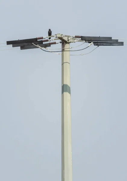 Petit Oiseau Noir Debout Sur Dessus Antenne Avec Ciel Arrière — Photo