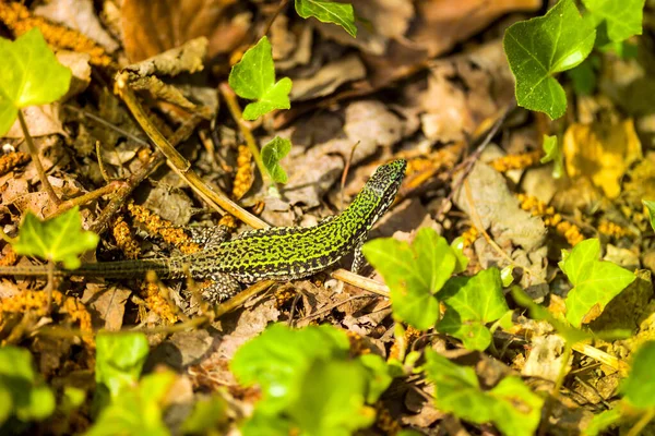 Closeup Podarcis Muralis Lizard Ground Covered Green Leaves — ストック写真