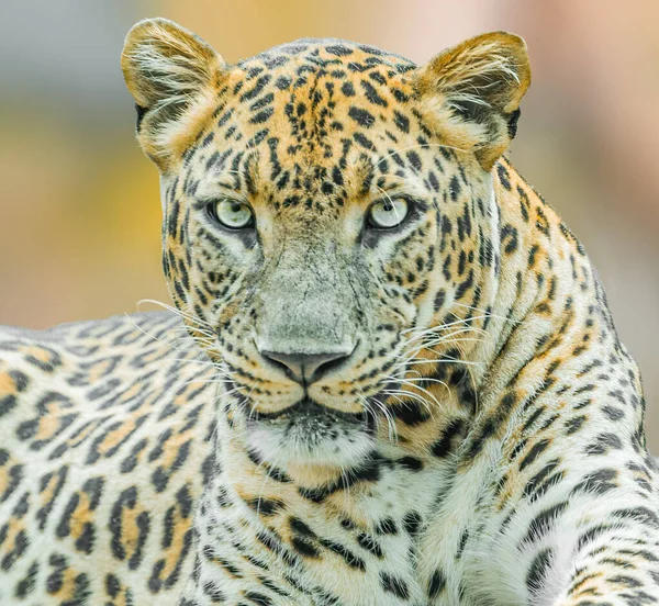Leopard Looking Camera Its Beautiful Eyes Outdoors — Fotografia de Stock