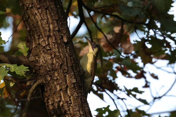 Размещение Птицы Сидящей Ветке Дерева — стоковое фото