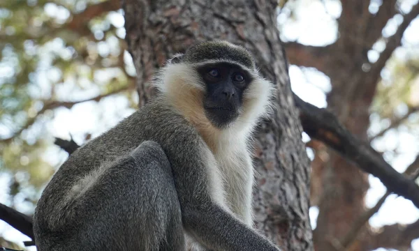 Gray Small Fluffy Monkey Sitting Tree Trees Blurred Background — Stock Photo, Image