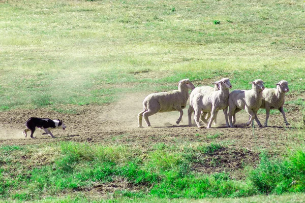 Funny Scene Dog Herding Group Sheep Sheepdog Competition Utah Usa — стоковое фото